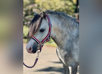 Welsh A (Mountain Pony), Stallion, 5 years, 11,2 hh, Gray