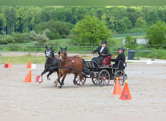 Welsh A (Mountain Pony), Stallion, 7 years, 12 hh, Gray