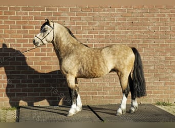 Welsh A (Mountain Pony), Stallion, 7 years, 11.2 hh, Dun