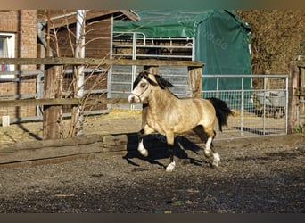 Welsh A (Mountain Pony), Stallion, 7 years, 11.2 hh, Dun