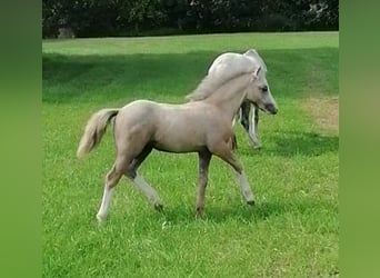 Welsh A (Mountain Pony), Stallion, Foal (05/2024), 11,2 hh