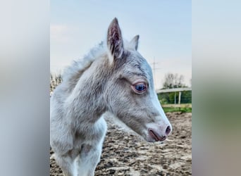 Welsh A (Mountain Pony), Stallion, Foal (04/2024), 11.2 hh, Cremello