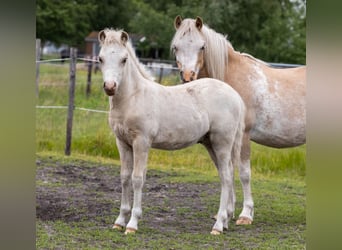 Welsh A (Mountain Pony), Stallion, Foal (02/2024), 11.2 hh, Palomino