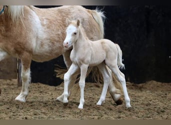 Welsh A (Mountain Pony), Stallion, Foal (02/2024), 11.2 hh, Palomino