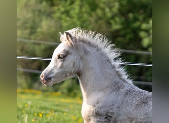 Welsh A (Mountain Pony), Stallion, Foal (02/2024), 11.2 hh, Palomino