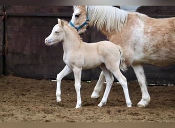 Welsh A (Mountain Pony), Stallion, Foal (02/2024), 11.2 hh, Palomino