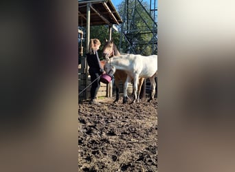 Welsh A (Mountain Pony) Mix, Stallion, Foal (05/2024), 11,2 hh, White