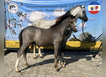 Welsh A (Mountain Pony), Stallion, Foal (03/2024), 12 hh, Buckskin