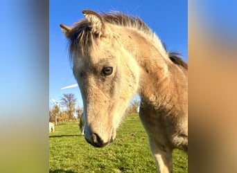 Welsh A (Mountain Pony) Mix, Stallion, Foal (04/2024), 13,1 hh, Buckskin