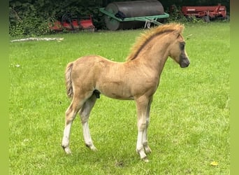 Welsh A (Mountain Pony), Stallion, Foal (05/2024), Chestnut