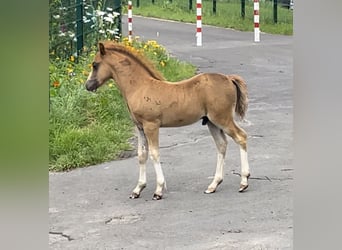 Welsh A (Mountain Pony), Stallion, Foal (05/2024), Chestnut