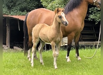 Welsh A (Mountain Pony), Stallion, Foal (05/2024), Chestnut