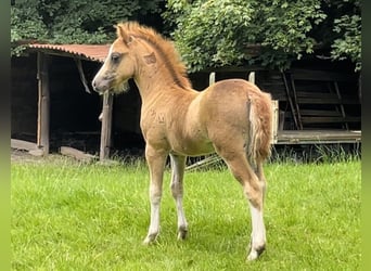 Welsh A (Mountain Pony), Stallion, Foal (05/2024), Chestnut