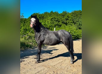 Welsh A (Mountain Pony), Stallion, 1 year, 9,2 hh, Gray