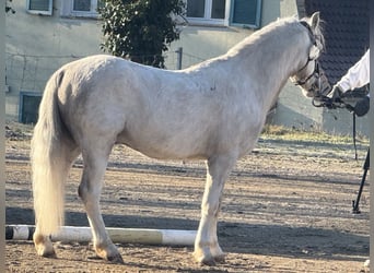 Welsh A (Mountain Pony), Stallion, 4 years, 11,2 hh, Gray