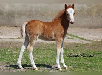 Welsh A (Mountainponny), Hingst, 1 år, 120 cm, fux