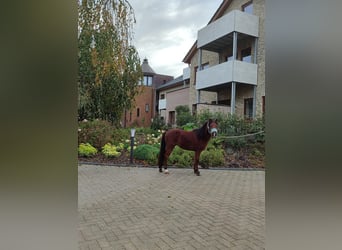 Welsh A (Mountainponny) Blandning, Hingst, 2 år, 115 cm, Brun