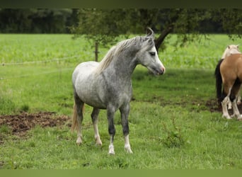 Welsh A (Mountainponny), Hingst, 2 år, 115 cm, Grå