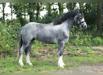 Welsh A (Mountainponny), Hingst, 3 år, 118 cm, Grå