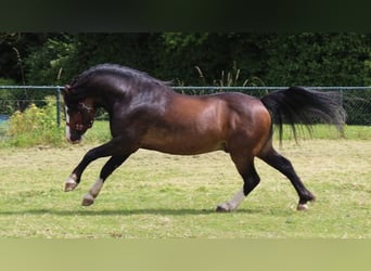 Welsh A (Mountainponny), Hingst, 4 år, 115 cm, Mörkbrun