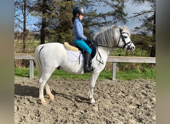 Welsh A (Mountainponny), Hingst, 8 år, Grå