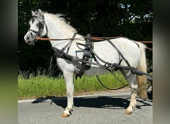 Welsh A (Mountainponny), Hingst, 8 år, Grå