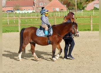 Welsh A (Mountainponny), Sto, 13 år, 118 cm, Brun