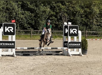 Welsh A (Mountainponny), Sto, 15 år, 117 cm, Palomino