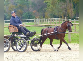 Welsh A (Mountainponny), Sto, 15 år, 119 cm, Brun