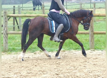 Welsh A (Mountainponny), Sto, 15 år, 119 cm, Brun