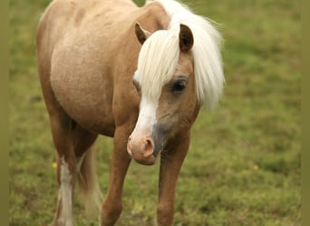 Welsh A (Mountainponny), Sto, 1 år, 120 cm, Palomino