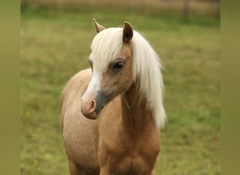 Welsh A (Mountainponny), Sto, 1 år, 120 cm, Palomino