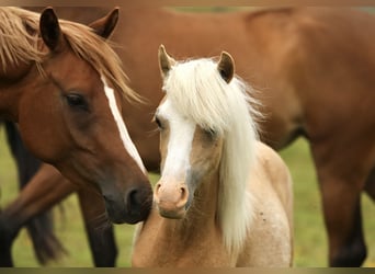 Welsh A (Mountainponny), Sto, 1 år, 120 cm, Palomino