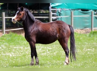 Welsh-A, Stute, 3 Jahre, 128 cm, Brauner