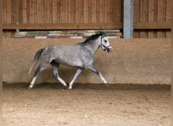 Welsh A (Mountainponny), Sto, 4 år, 119 cm, Grå