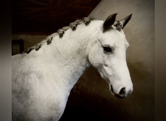 Welsh A (Mountainponny), Sto, 4 år, 122 cm, Grå