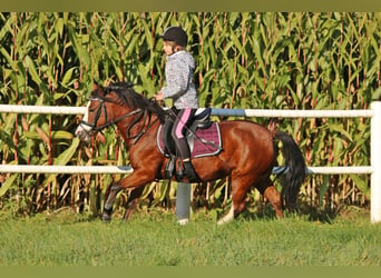 Welsh-A, Stute, 5 Jahre, 121 cm, Brauner