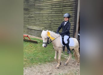 Welsh A (Mountainponny), Sto, 6 år, 115 cm, Palomino