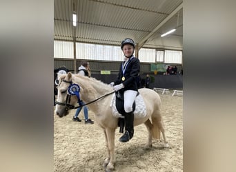 Welsh A (Mountainponny), Sto, 6 år, 115 cm, Palomino