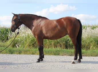 Welsh-A Blandning, Stute, 8 Jahre, 140 cm, Rotbrauner