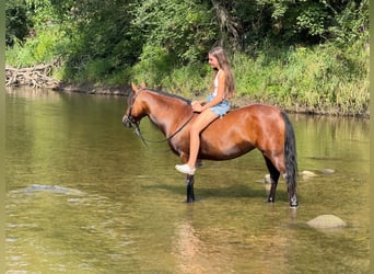 Welsh A (Mountainponny) Blandning, Sto, 8 år, 140 cm, Brun