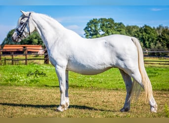 Welsh A (Mountainponny), Sto, 9 år, 120 cm, Grå