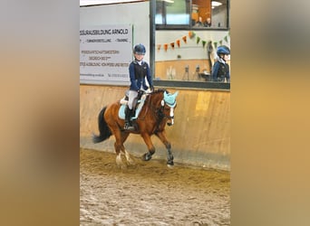 Welsh A (Mountainponny), Valack, 10 år, 123 cm, Brun