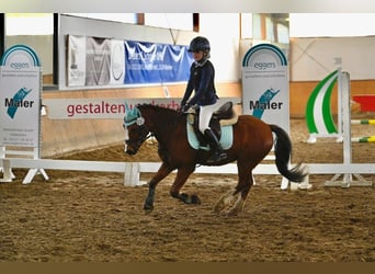 Welsh A (Mountainponny), Valack, 10 år, 123 cm, Brun