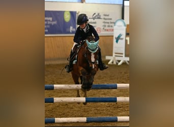 Welsh A (Mountainponny), Valack, 10 år, 123 cm, Brun