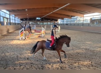 Welsh A (Mountainponny), Valack, 10 år, 123 cm, Brun