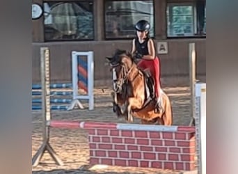 Welsh A (Mountainponny), Valack, 10 år, 123 cm, Brun