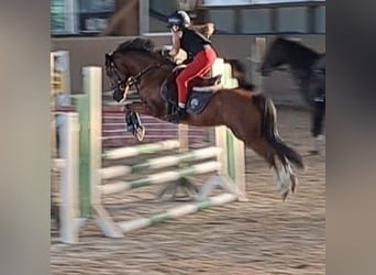 Welsh A (Mountainponny), Valack, 10 år, 123 cm, Brun