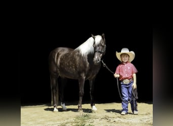 Welsh A (Mountainponny), Valack, 14 år, 122 cm