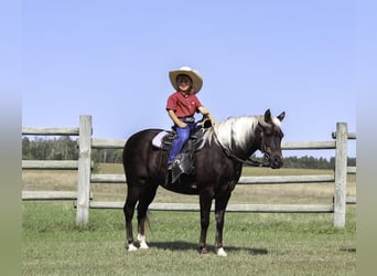 Welsh A (Mountainponny), Valack, 14 år, 122 cm